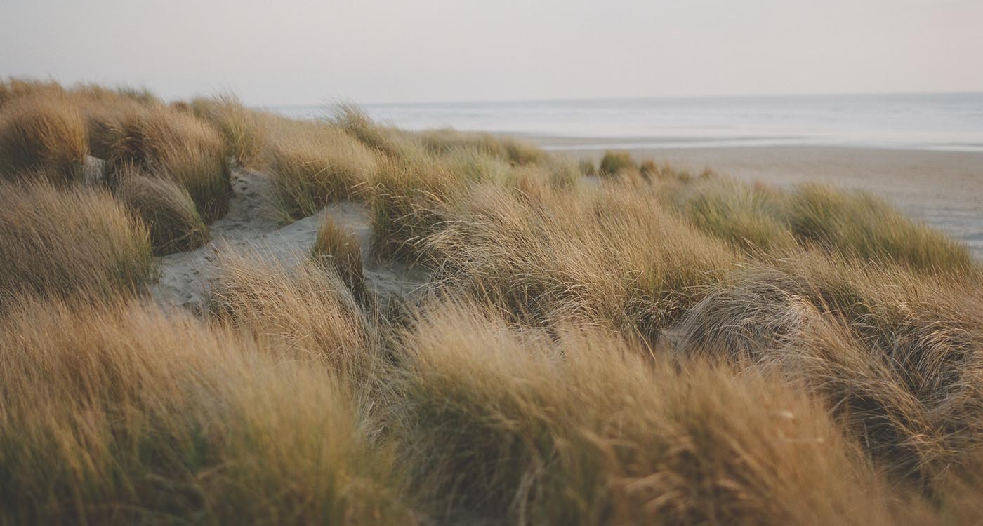 image of beach with beach scrub on foreground